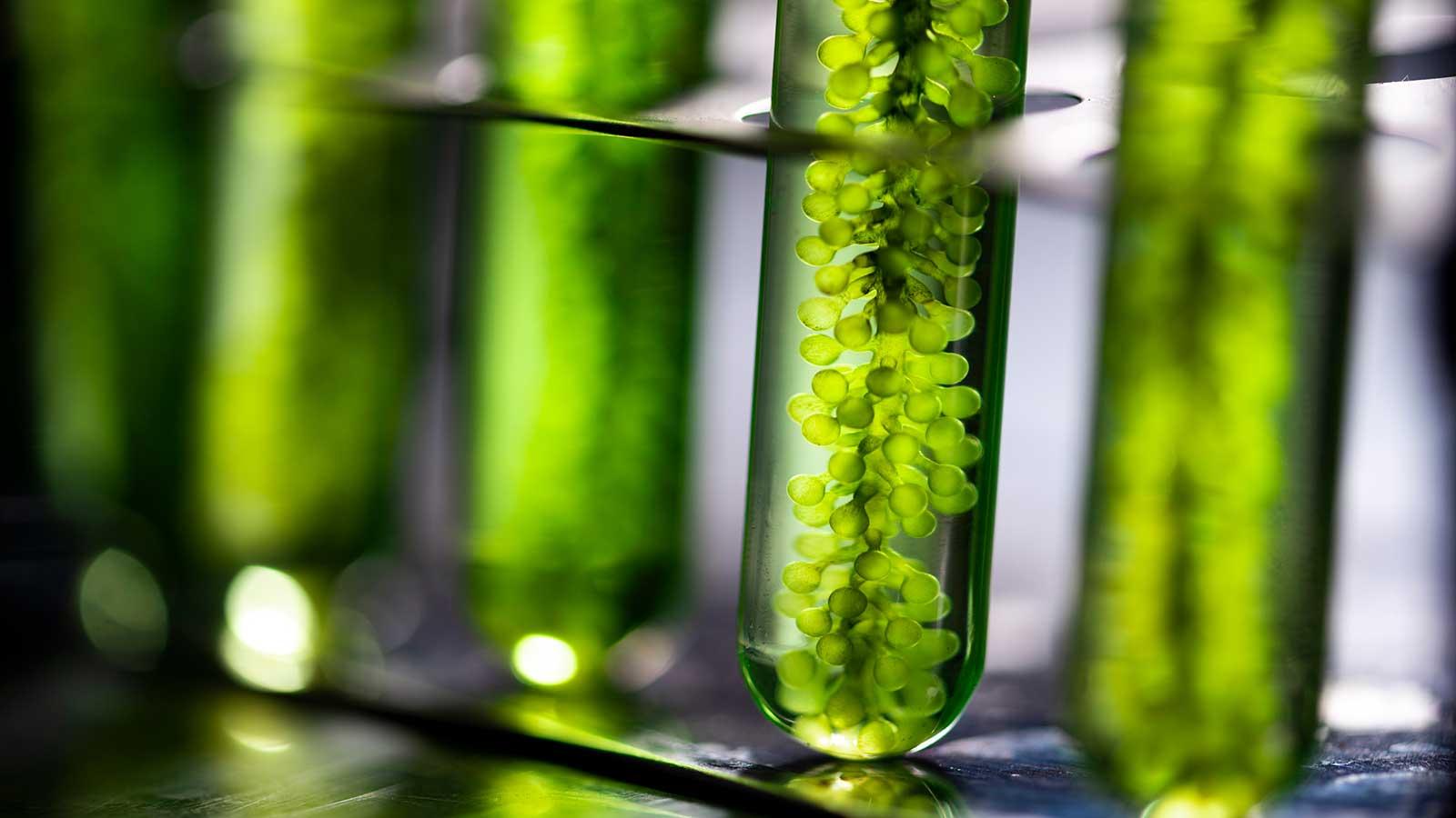 Algae fuel, Algae research in industrial laboratories